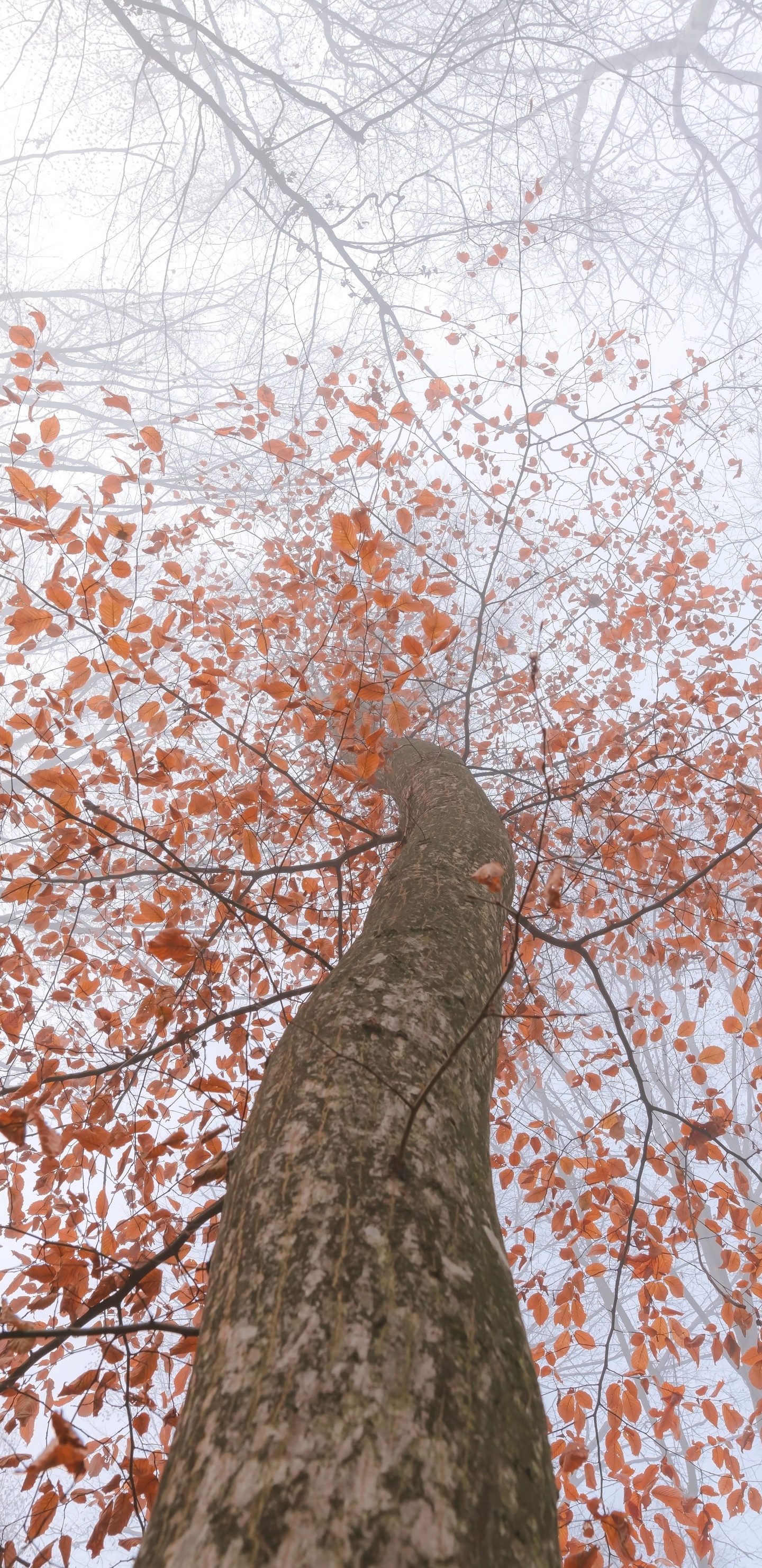 Feuille, Plantes Ligneuses, Rameau, Tige de la Plante, Feuilles Caduques. Wallpaper in 1440x2960 Resolution
