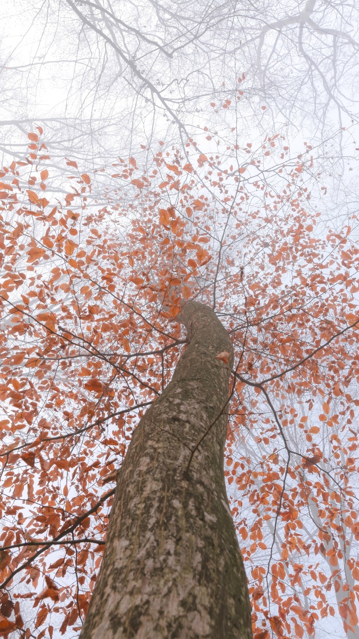 Sucursal, Planta Leñosa, Ramita, Tallo de la Planta, de Hoja Caduca. Wallpaper in 720x1280 Resolution