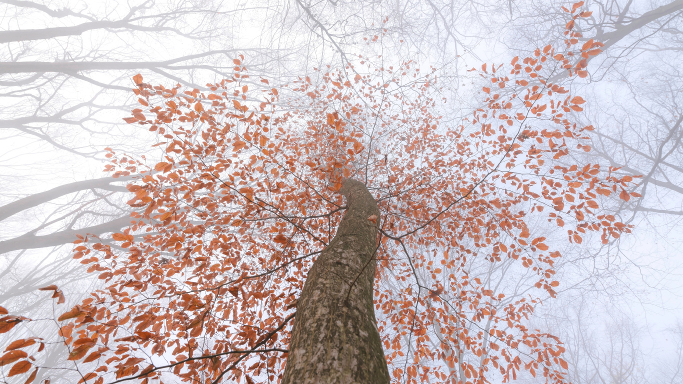 Stamm, Branch, Blatt, Baum, Woody Pflanze. Wallpaper in 1366x768 Resolution