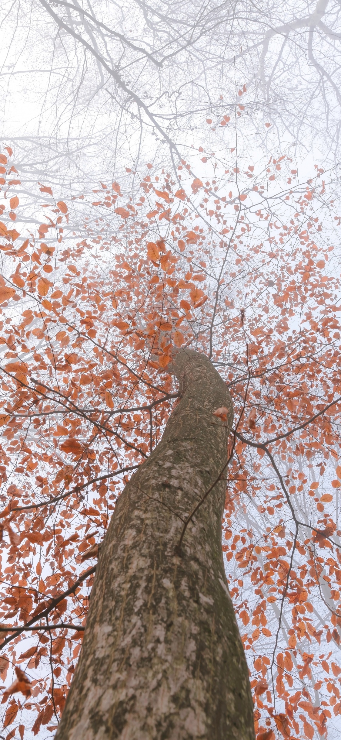Trunk, Branch, Leaf, Tree, Woody Plant. Wallpaper in 1125x2436 Resolution