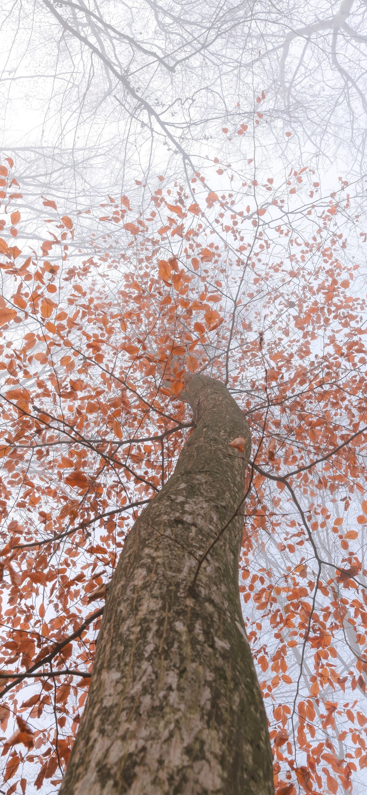 Trunk, Branch, Leaf, Tree, Woody Plant. Wallpaper in 1242x2688 Resolution