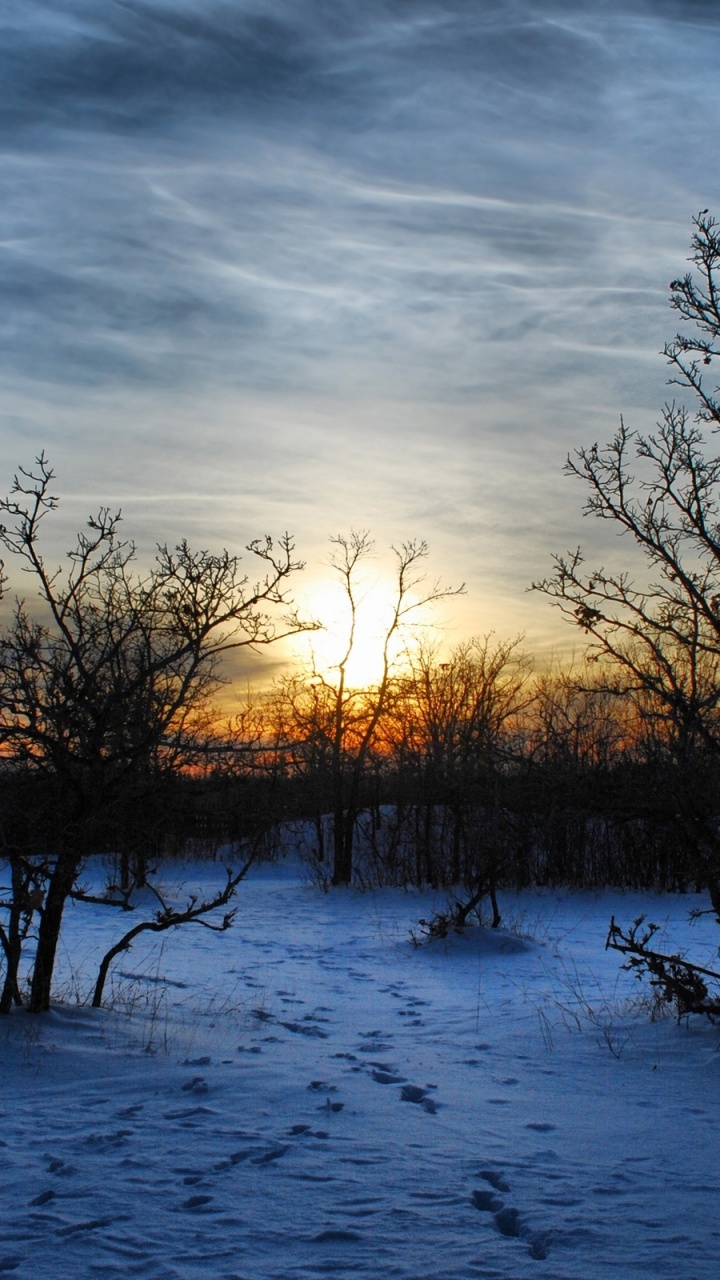 Kahlen Bäume Auf Schneebedecktem Boden Bei Sonnenuntergang. Wallpaper in 720x1280 Resolution