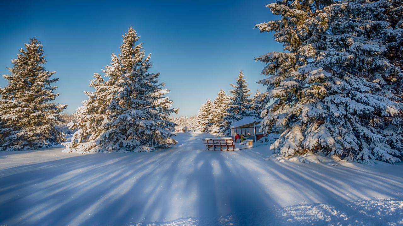 Braunes Holzhaus, Umgeben Von Bäumen, Die Tagsüber Mit Schnee Bedeckt Sind. Wallpaper in 1280x720 Resolution