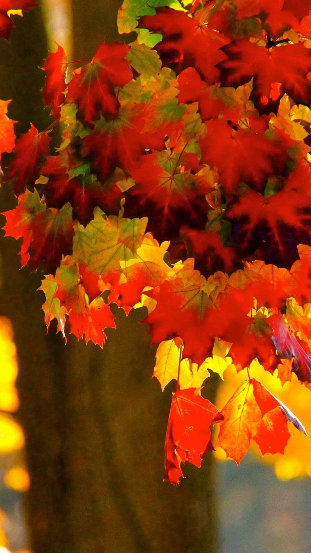 Autumn, Botany, Leaf, Amber, Twig. Wallpaper in 1080x1920 Resolution