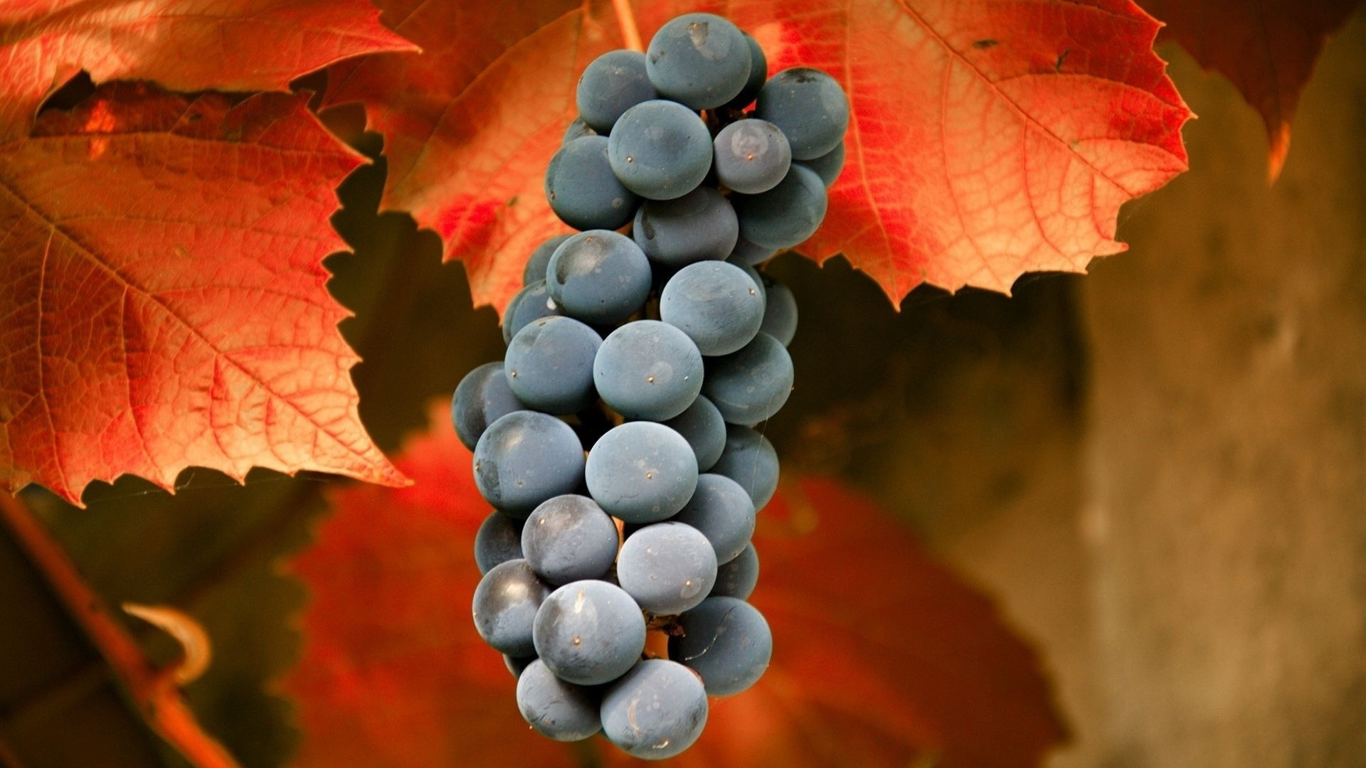 Blaue Beeren Auf Rotem Ahornblatt. Wallpaper in 1920x1080 Resolution