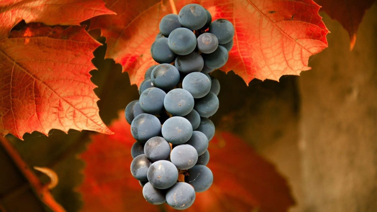 Baies Bleues Sur Feuille D'érable Rouge. Wallpaper in 1280x720 Resolution