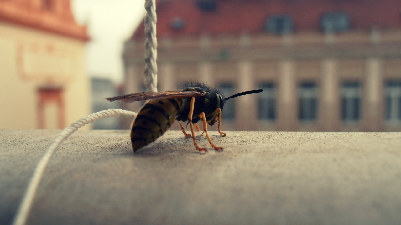 Abeille Brune et Noire Sur Corde Blanche. Wallpaper in 1280x720 Resolution