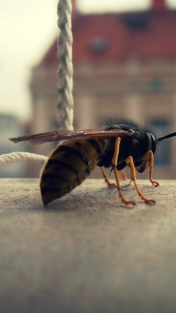 Brown and Black Bee on White Rope. Wallpaper in 720x1280 Resolution