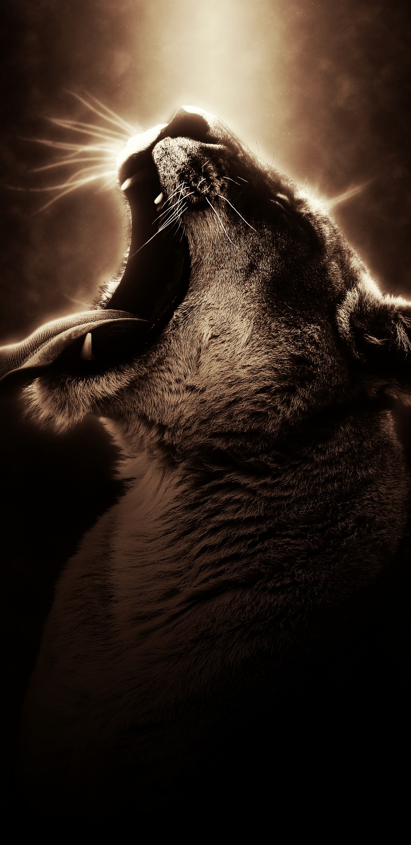 Foto en Escala de Grises de un Gato Con un Corazón en la Cabeza. Wallpaper in 1440x2960 Resolution