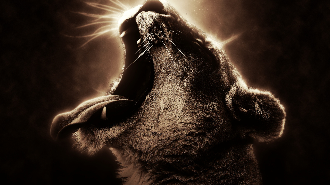 Graustufenfoto Einer Katze Mit Herz Auf Dem Kopf. Wallpaper in 1280x720 Resolution