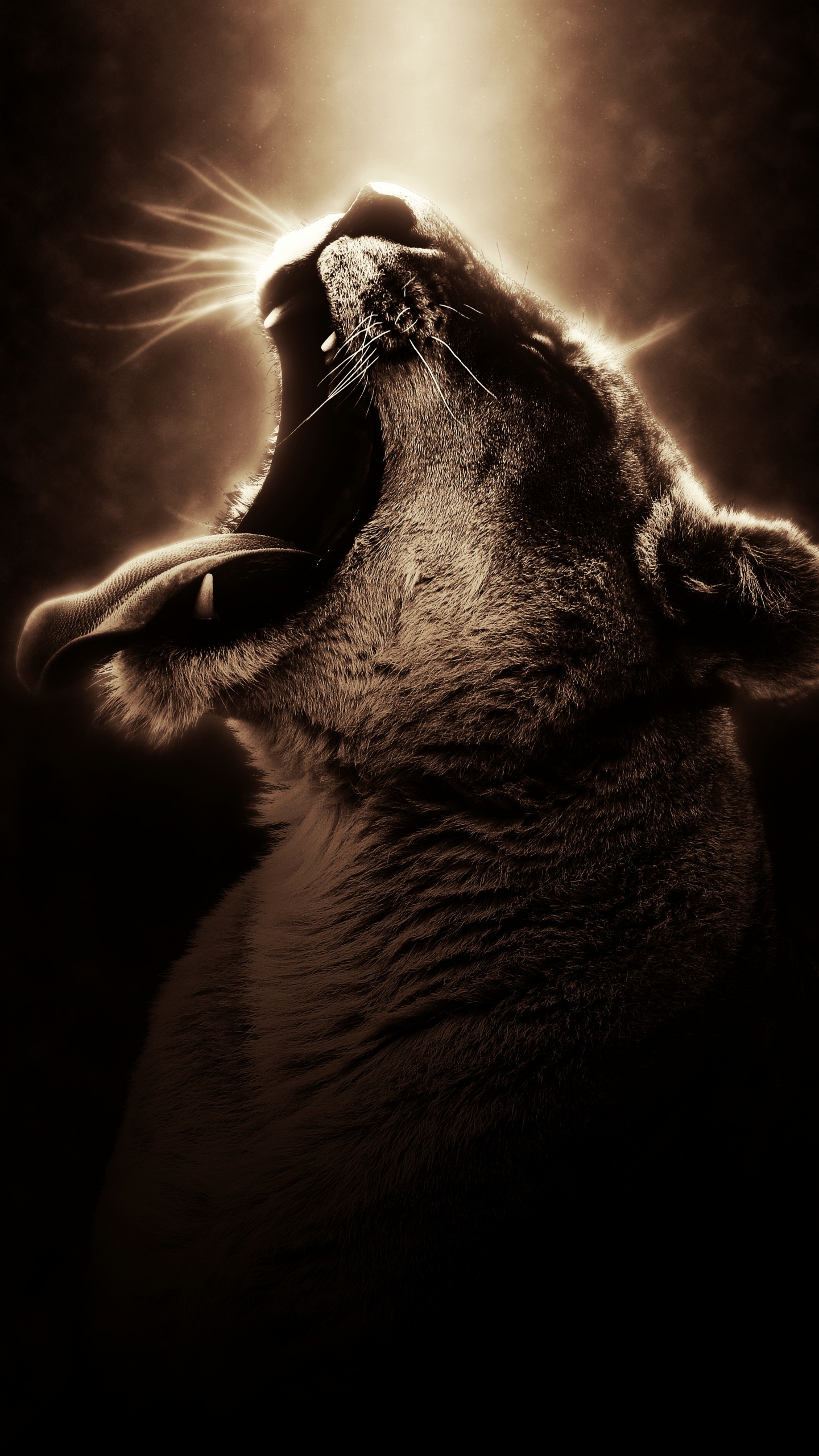 Grayscale Photo of a Cat With a Heart on His Head. Wallpaper in 1440x2560 Resolution