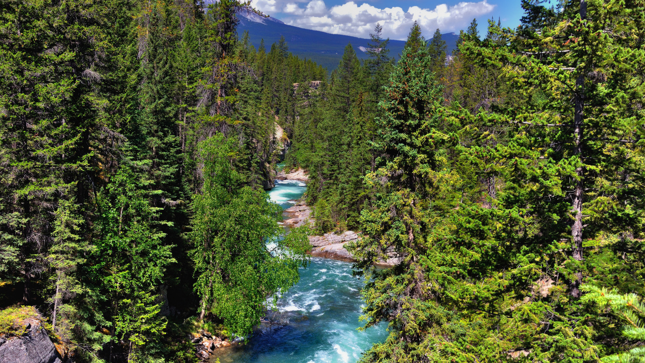 Green Trees Near River Under Blue Sky During Daytime. Wallpaper in 1280x720 Resolution