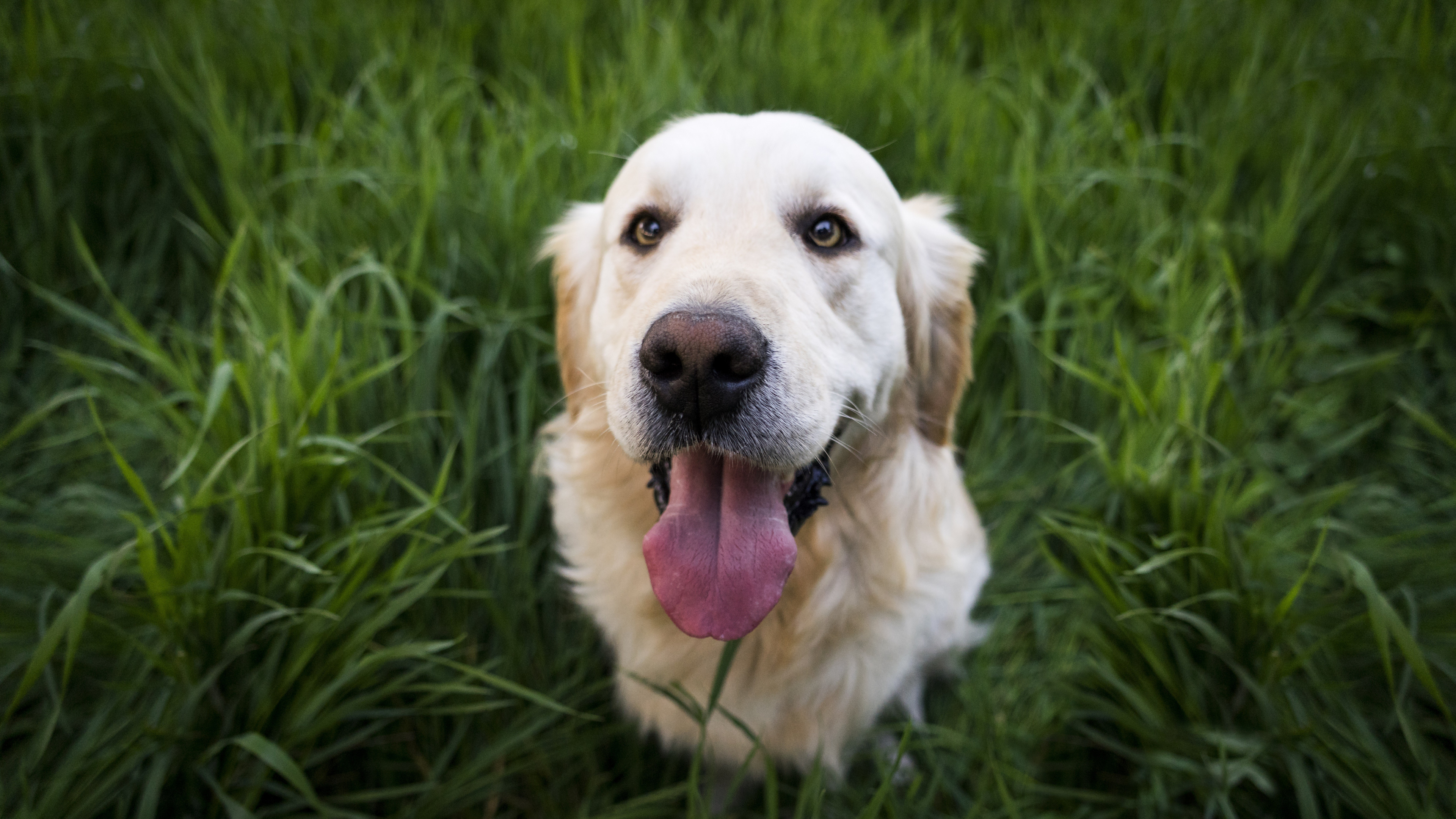 Labrador Retriever Amarillo en Campo de Hierba Verde Durante el Día. Wallpaper in 3840x2160 Resolution