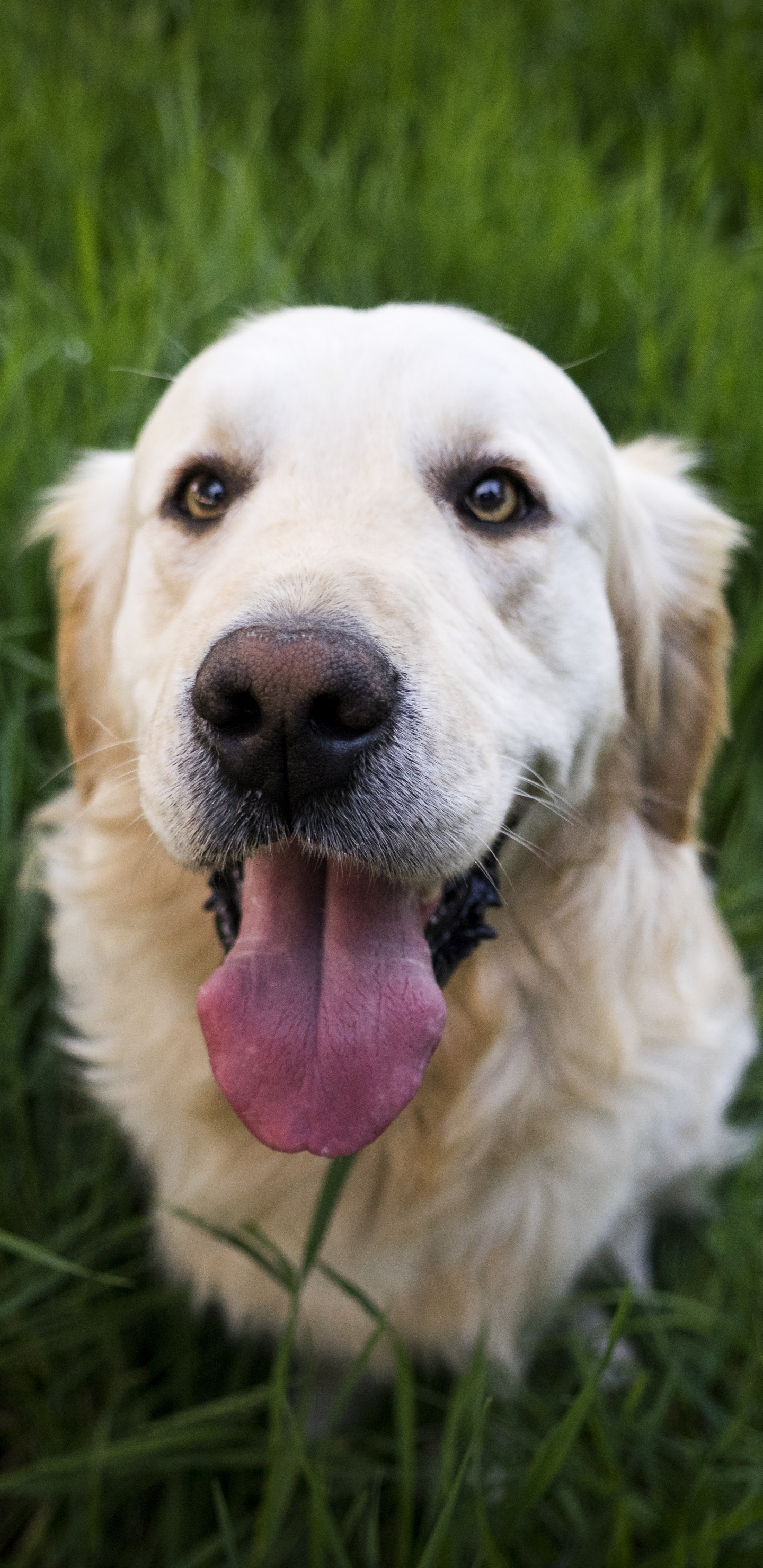 Labrador Retriever Jaune Sur Terrain D'herbe Verte Pendant la Journée. Wallpaper in 1440x2960 Resolution