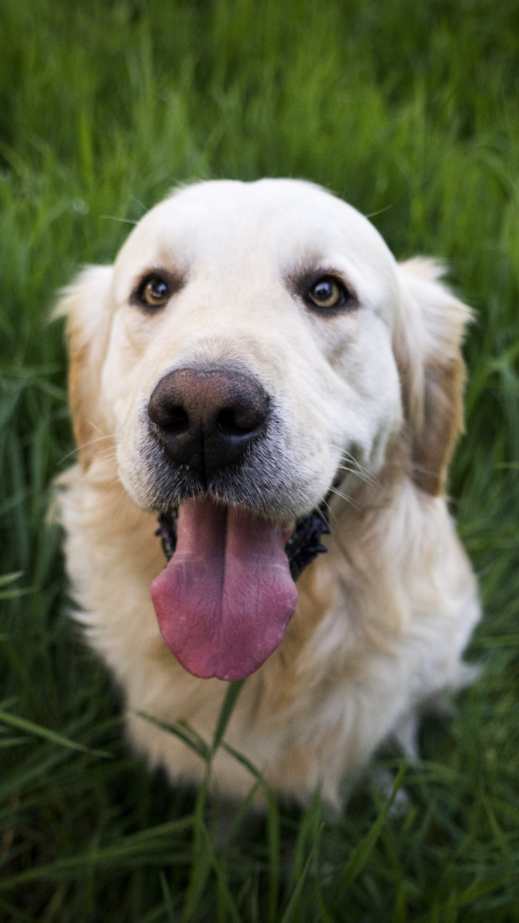 Yellow Labrador Retriever on Green Grass Field During Daytime. Wallpaper in 750x1334 Resolution