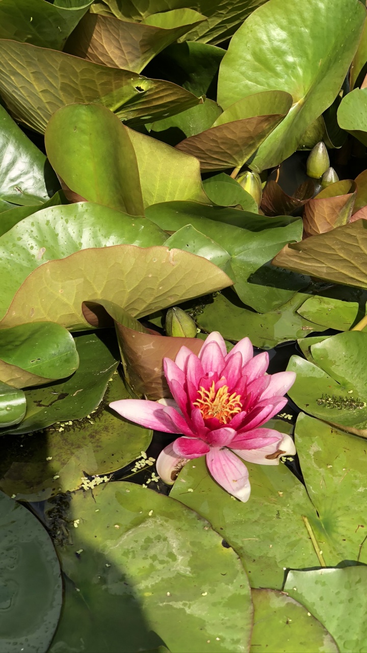 Flora, Pflanzen-Stammzellen, Blatt, Heilige Lotus, Wasser. Wallpaper in 720x1280 Resolution