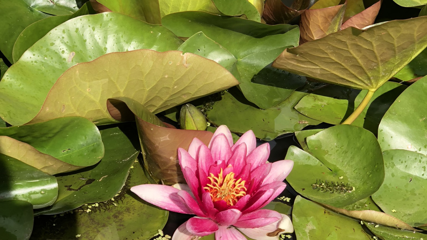 Flora, Tallo de la Planta, Loto Sagrado, Agua, Ciencia. Wallpaper in 1366x768 Resolution