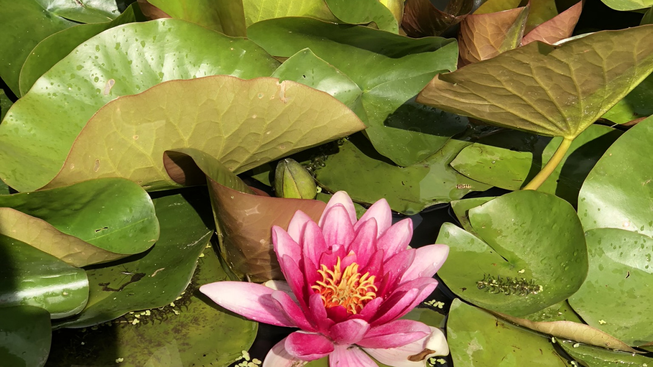 Flore, Tige de la Plante, Feuille, Lotus Sacré, Eau. Wallpaper in 1280x720 Resolution