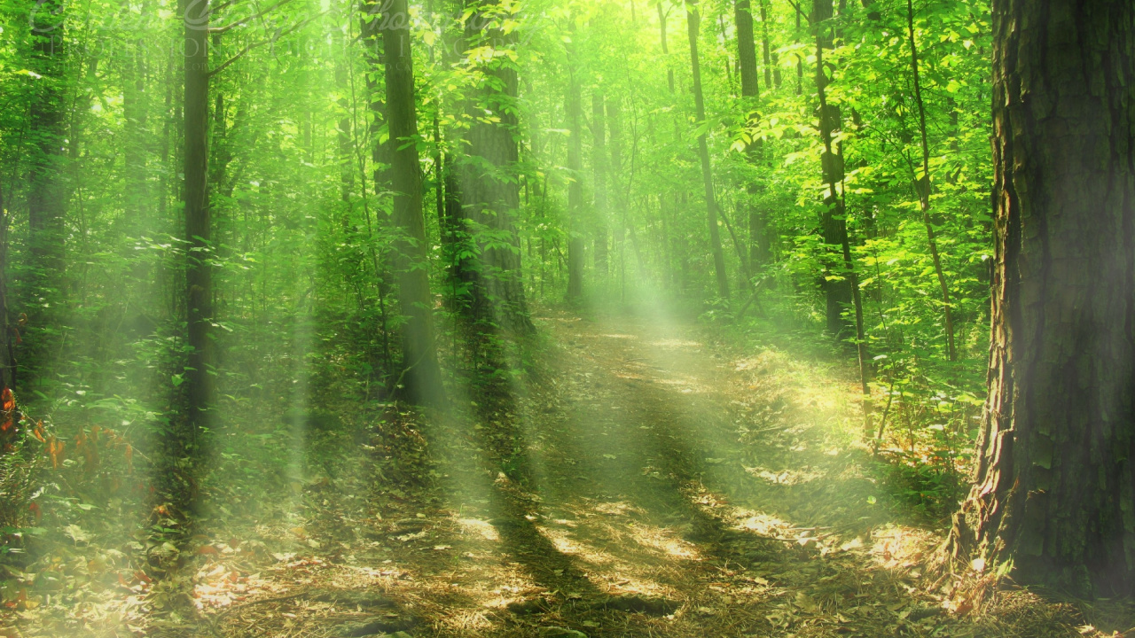 Green Trees and Brown Soil. Wallpaper in 1280x720 Resolution