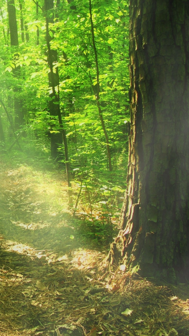 Green Trees and Brown Soil. Wallpaper in 720x1280 Resolution