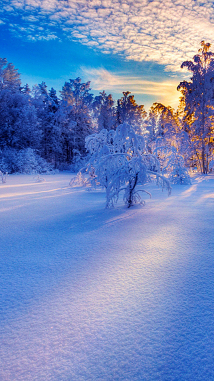 Arbres Couverts de Neige et Route Pendant la Journée. Wallpaper in 750x1334 Resolution