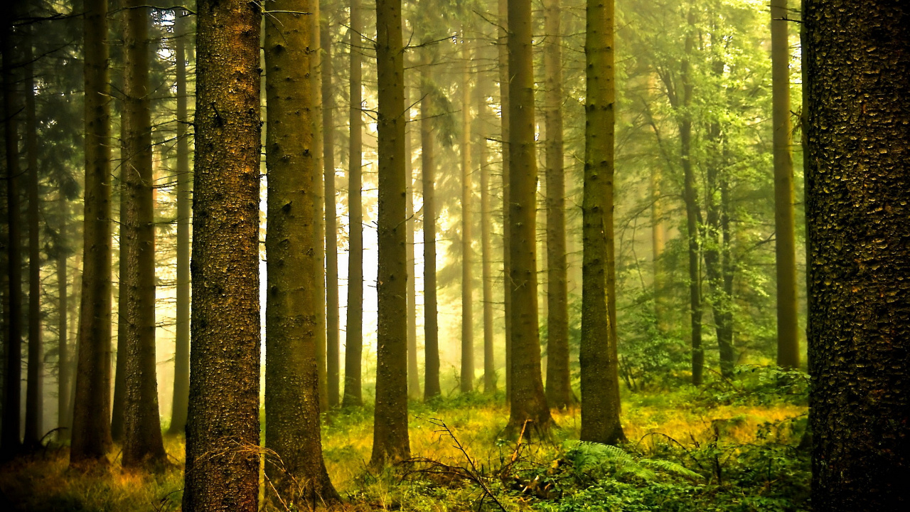 Brown Trees in Forest During Daytime. Wallpaper in 1280x720 Resolution