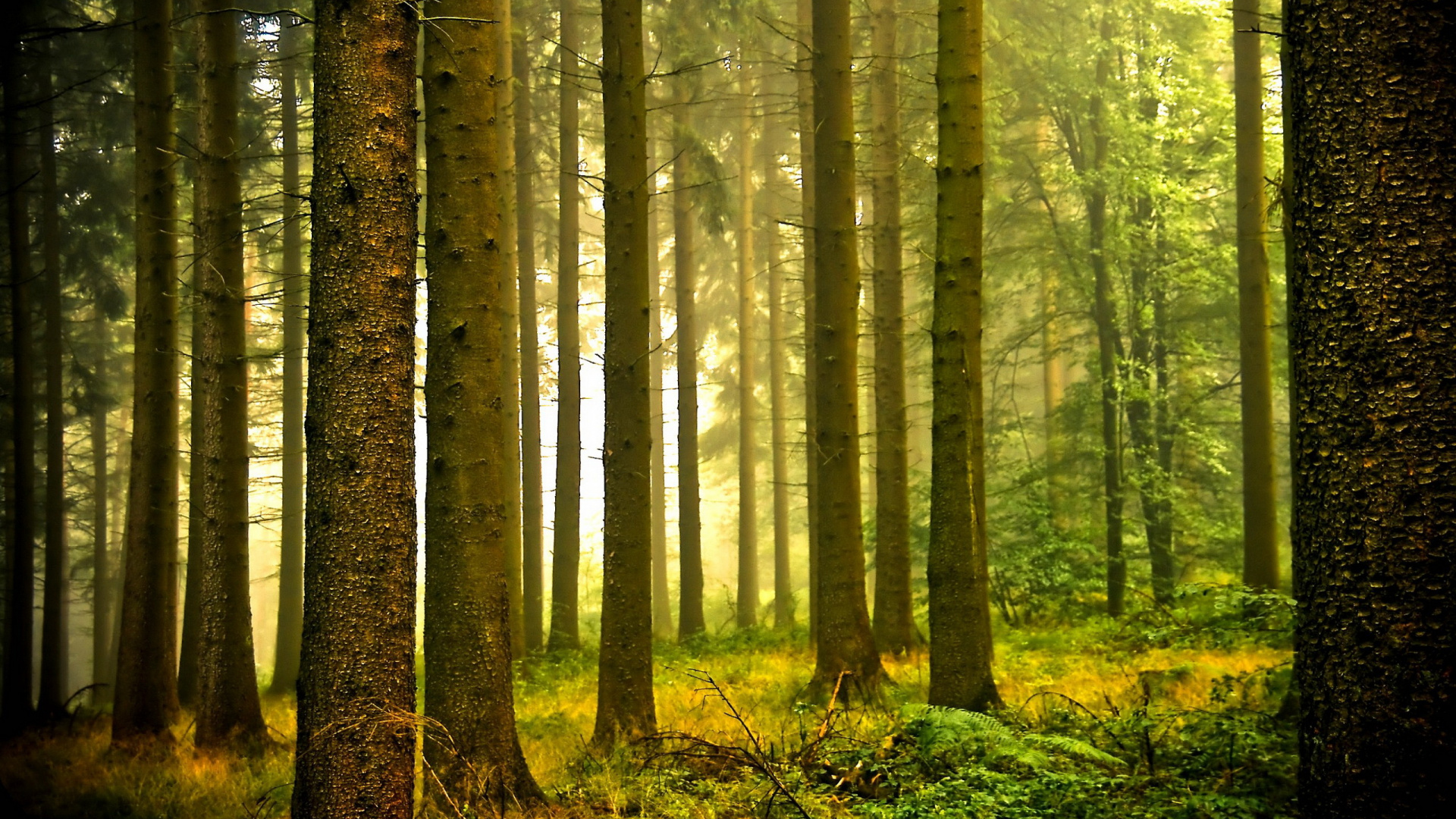 Braune Bäume im Wald Tagsüber. Wallpaper in 1920x1080 Resolution