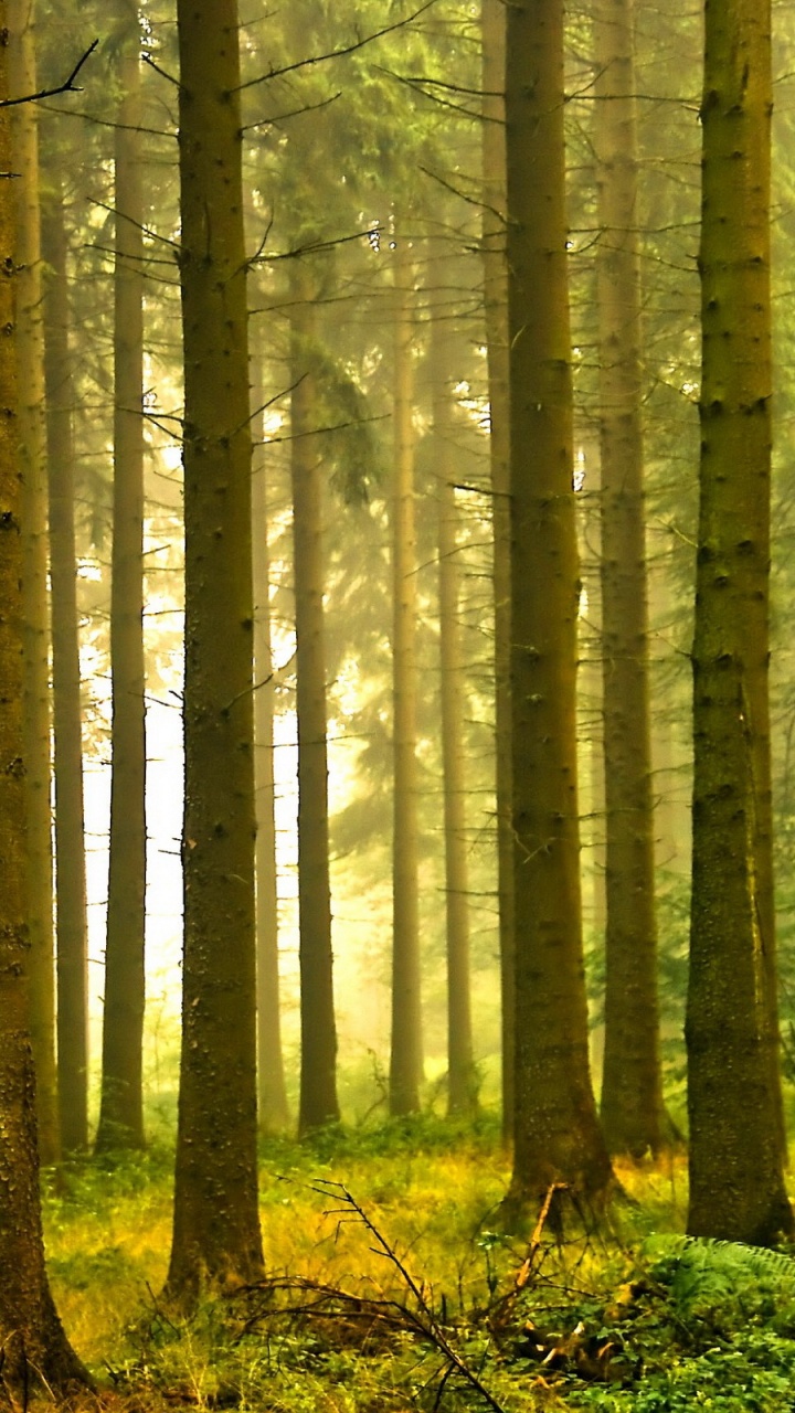 Braune Bäume im Wald Tagsüber. Wallpaper in 720x1280 Resolution