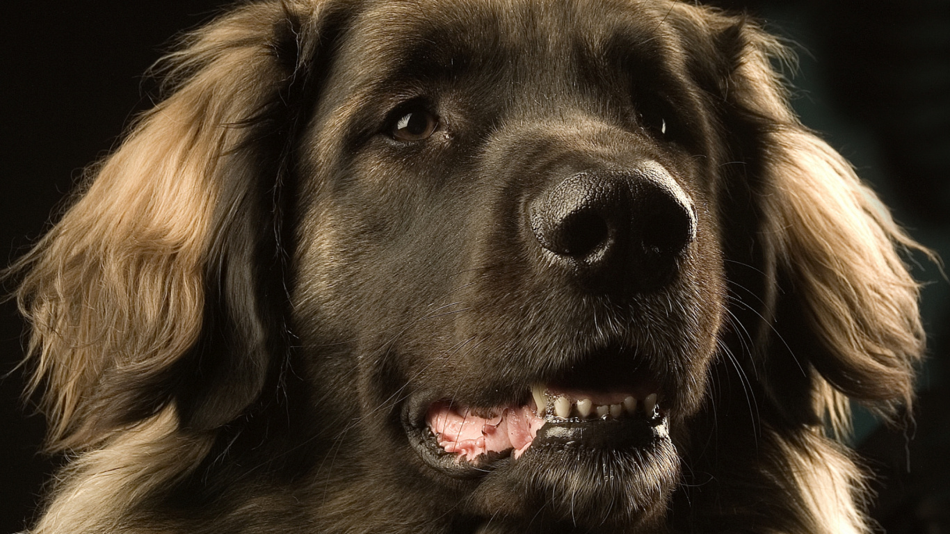 Perro de Pelo Largo Negro y Marrón. Wallpaper in 1366x768 Resolution