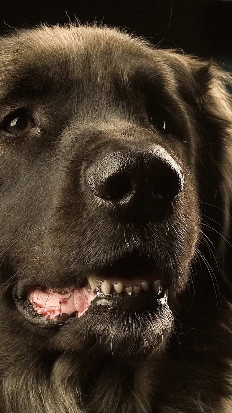 Perro de Pelo Largo Negro y Marrón. Wallpaper in 750x1334 Resolution