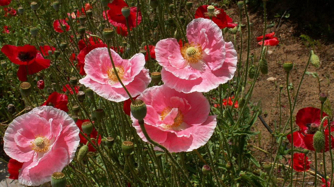 Pink and White Flowers on Green Grass. Wallpaper in 1366x768 Resolution