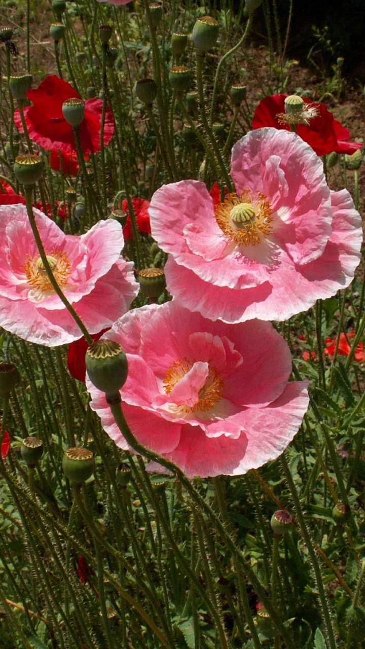 Fleurs Roses et Blanches Sur L'herbe Verte. Wallpaper in 720x1280 Resolution