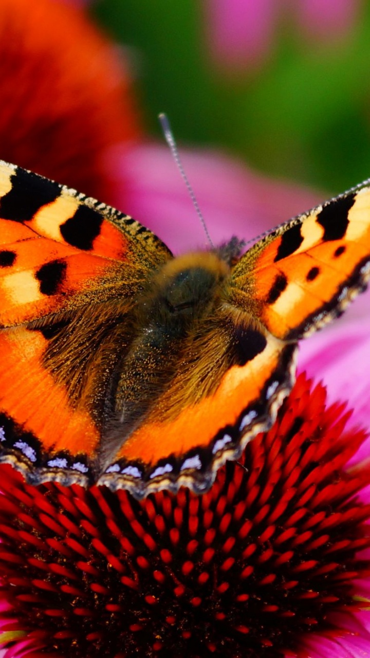 Brauner Schwarzer Und Weißer Schmetterling Auf Rosa Blume. Wallpaper in 720x1280 Resolution