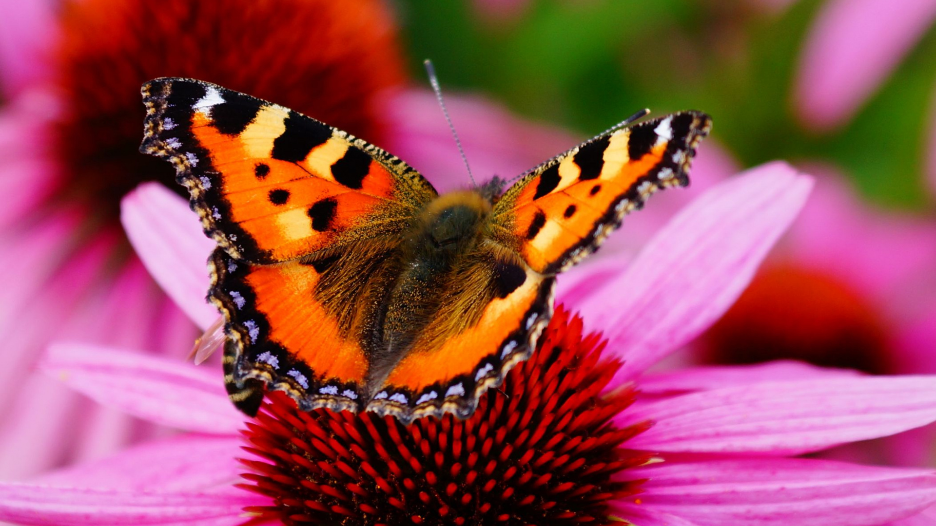 Brown Black and White Butterfly on Pink Flower. Wallpaper in 1920x1080 Resolution