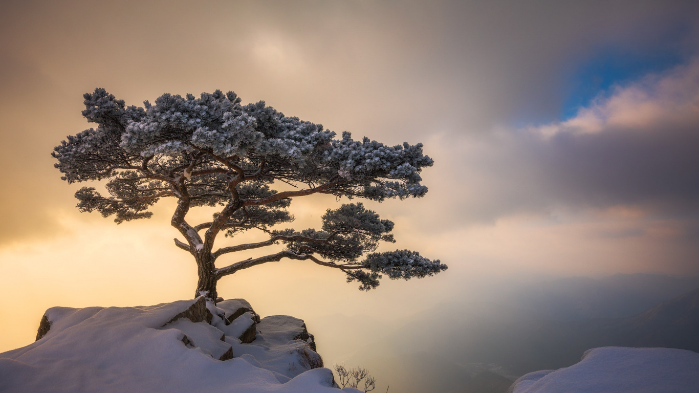Kahler Baum Auf Schneebedecktem Boden. Wallpaper in 1366x768 Resolution