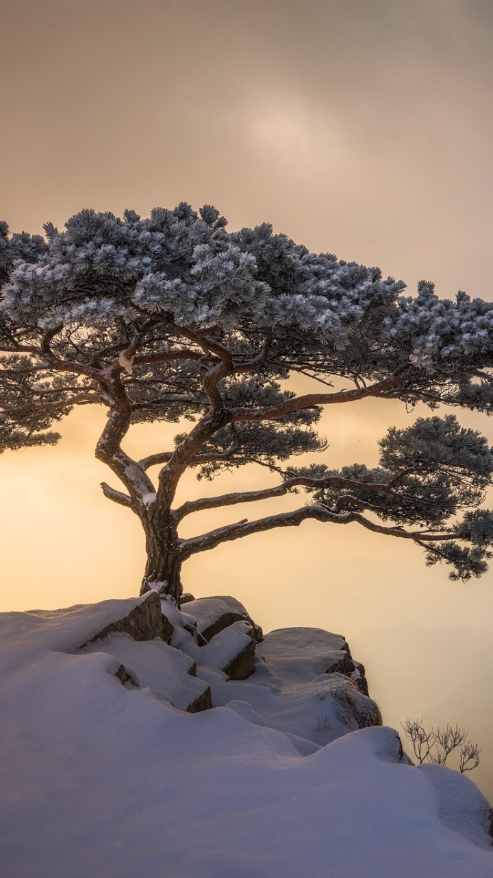 Leafless Tree on Snow Covered Ground. Wallpaper in 720x1280 Resolution