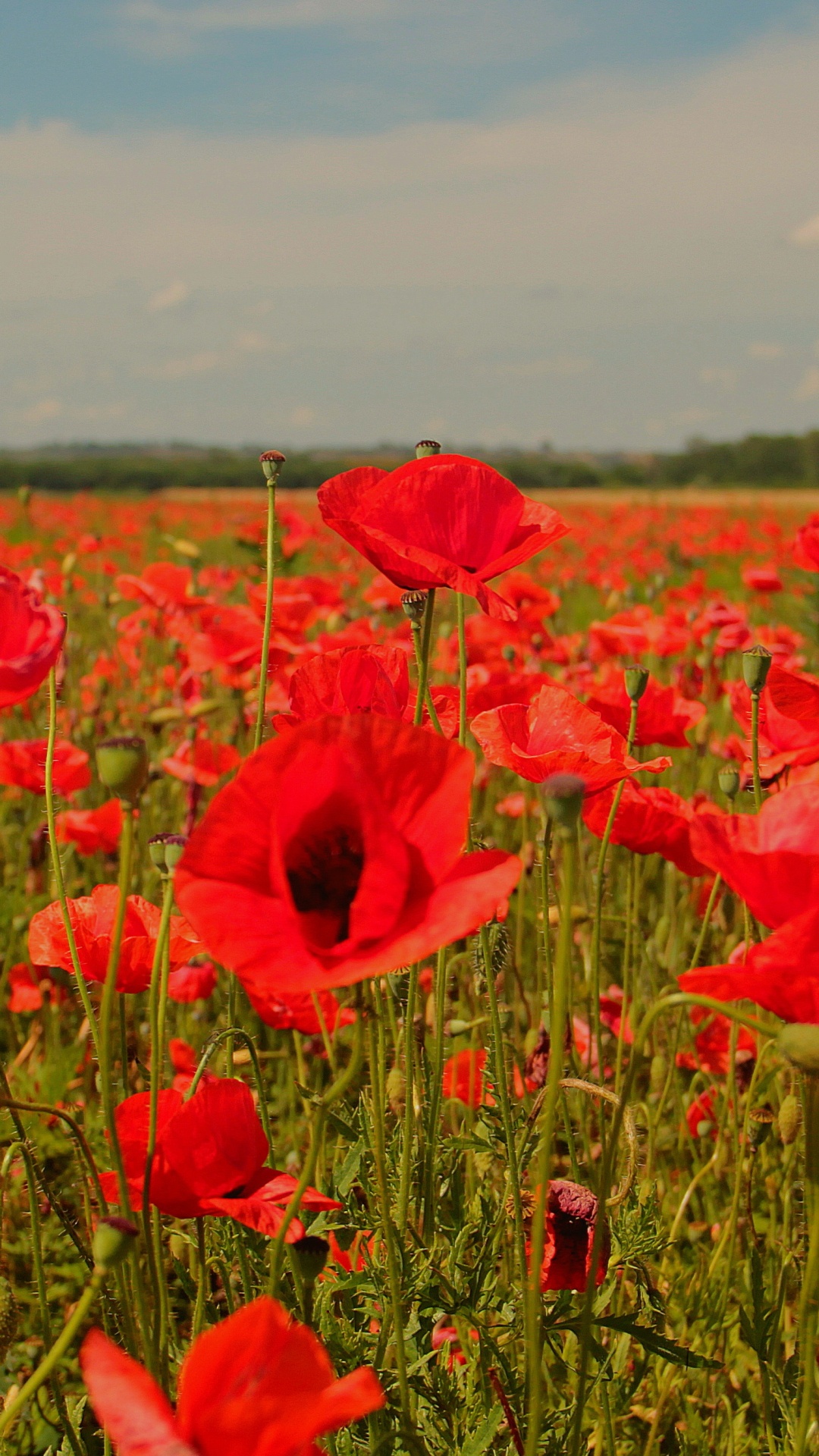 Campo de Flores Rojas Bajo un Cielo Azul Durante el Día. Wallpaper in 1080x1920 Resolution