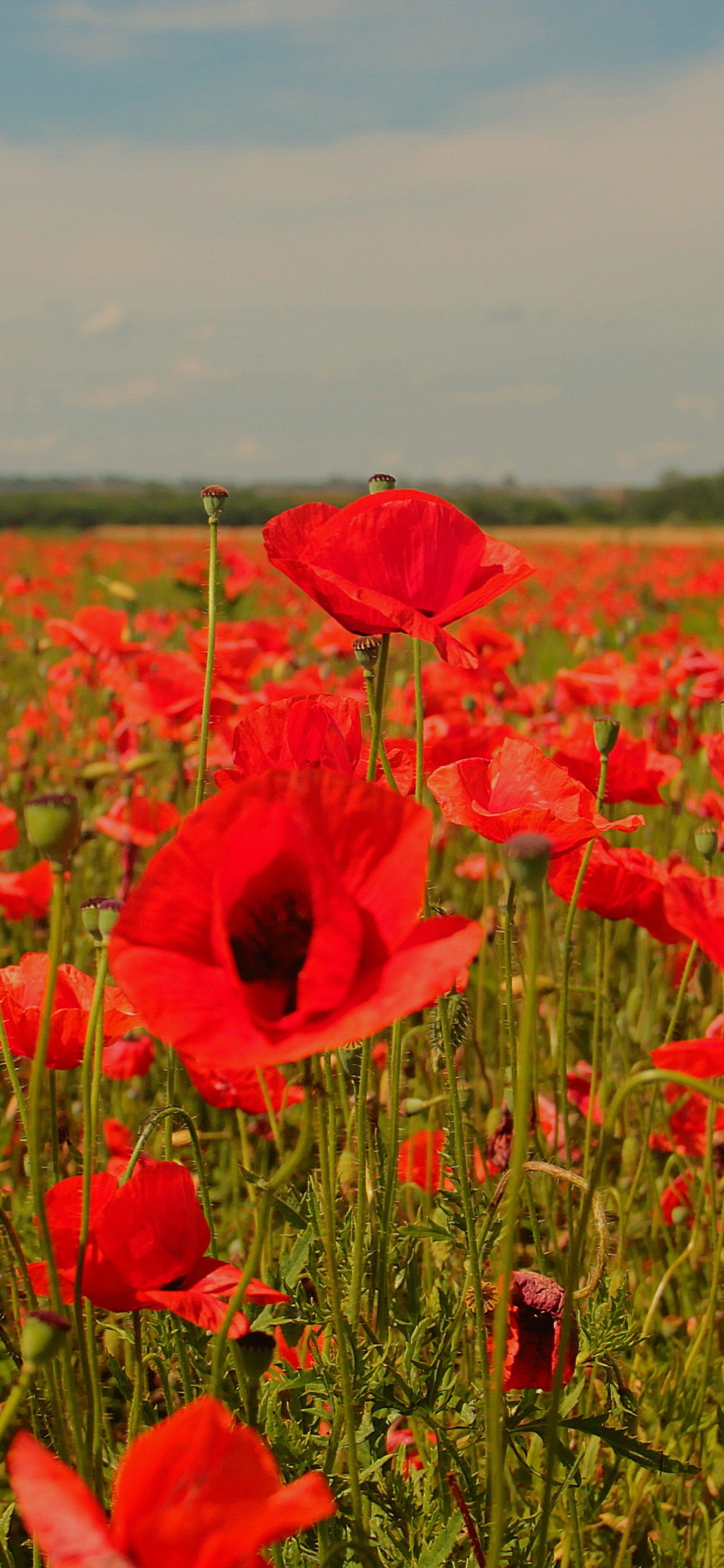 Campo de Flores Rojas Bajo un Cielo Azul Durante el Día. Wallpaper in 1125x2436 Resolution