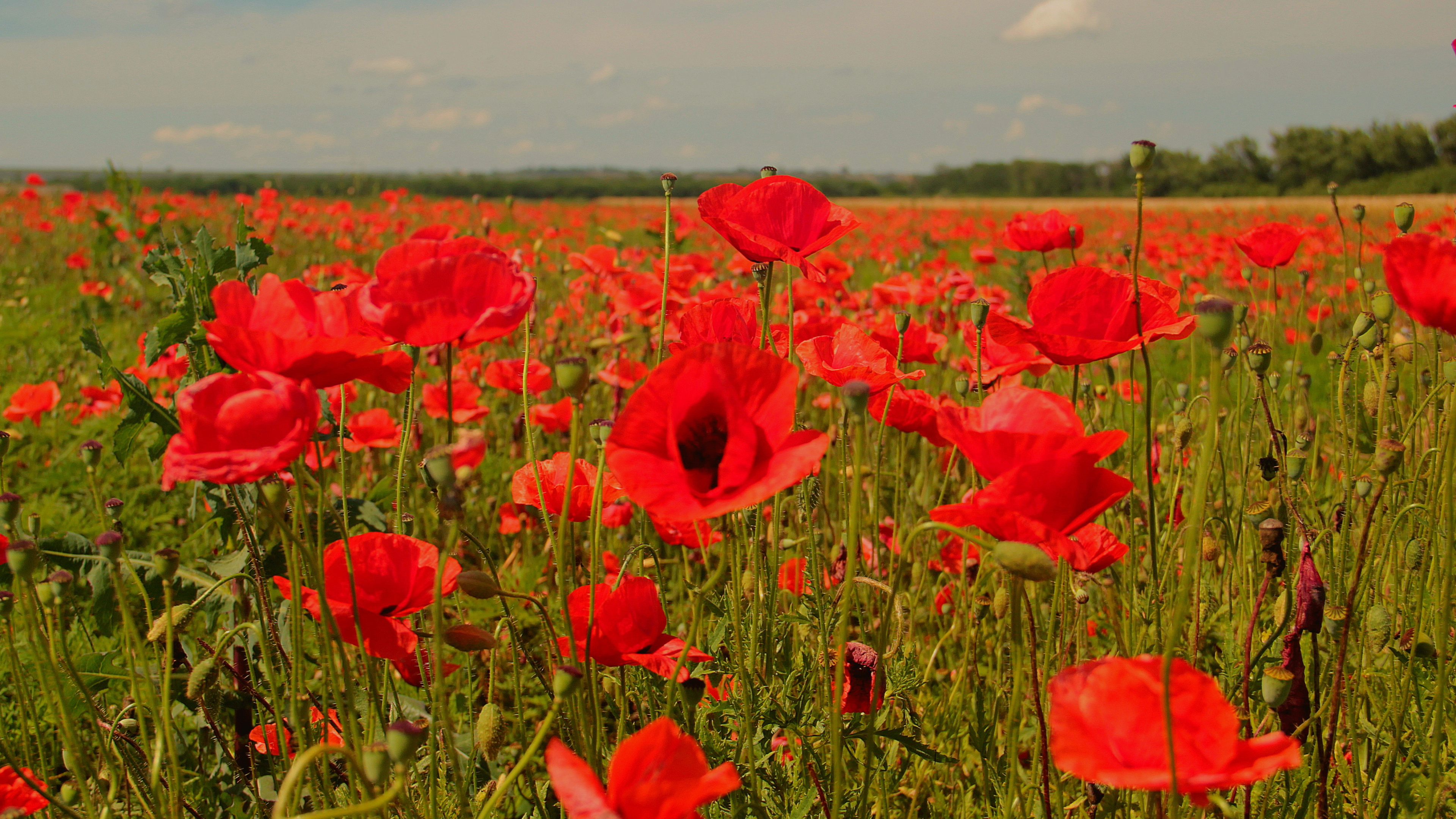 Campo de Flores Rojas Bajo un Cielo Azul Durante el Día. Wallpaper in 3840x2160 Resolution