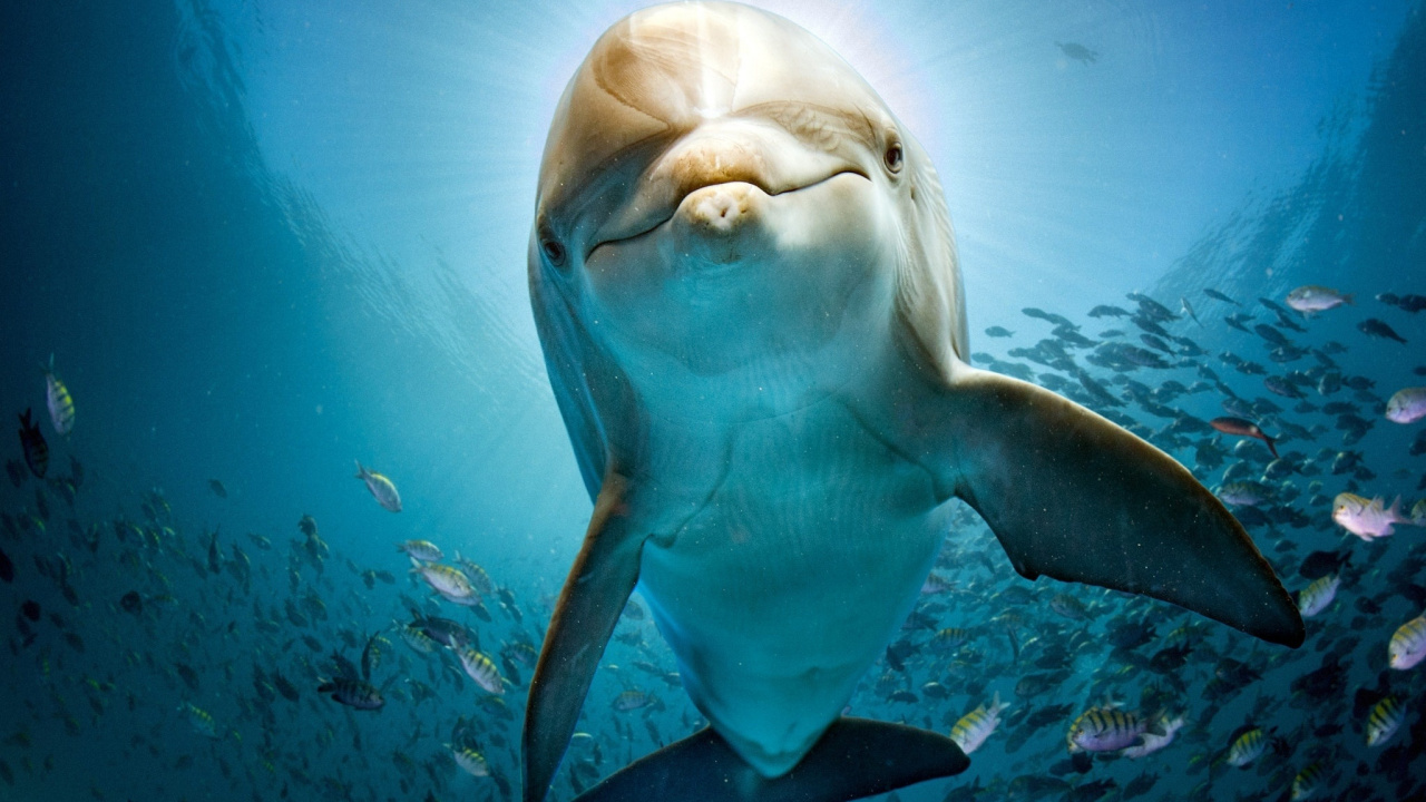 White and Blue Fish Underwater. Wallpaper in 1280x720 Resolution