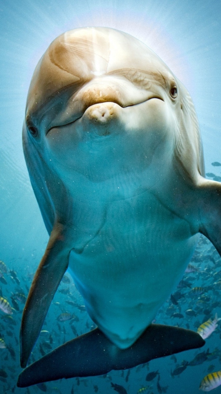 White and Blue Fish Underwater. Wallpaper in 720x1280 Resolution