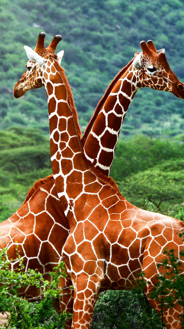 Girafe Brune Sur L'herbe Verte. Wallpaper in 750x1334 Resolution