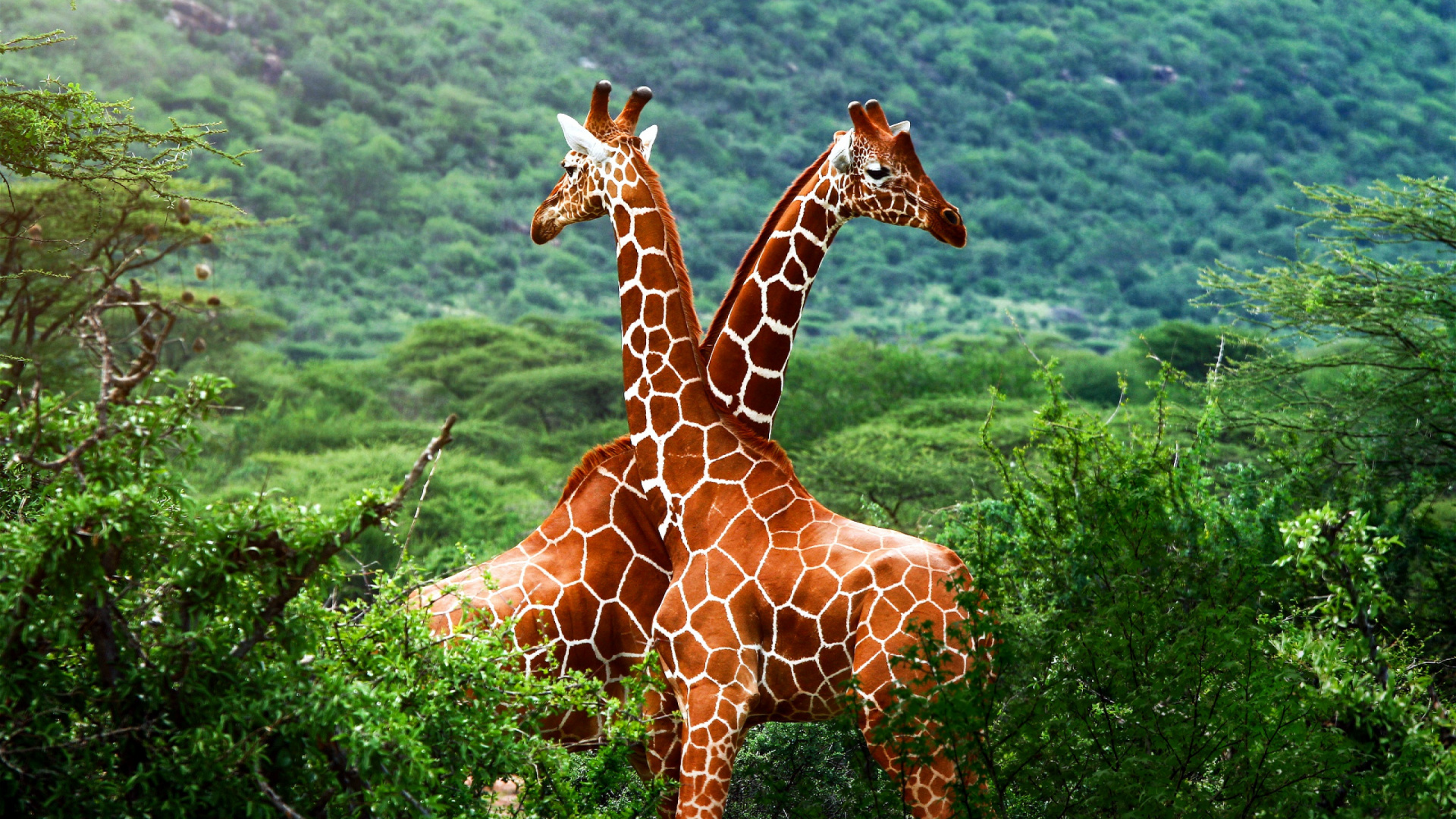 Brown Giraffe on Green Grass. Wallpaper in 1920x1080 Resolution