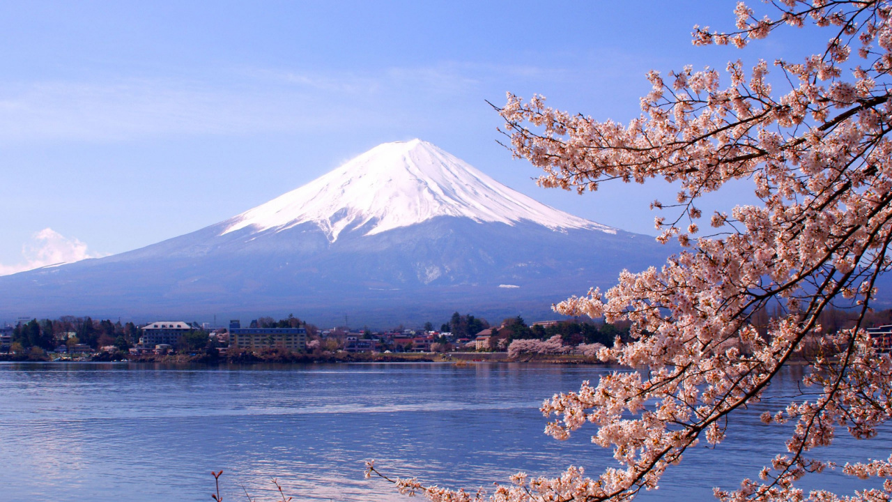 White and Brown Leaf Tree Near Body of Water Under Blue Sky During Daytime. Wallpaper in 1280x720 Resolution