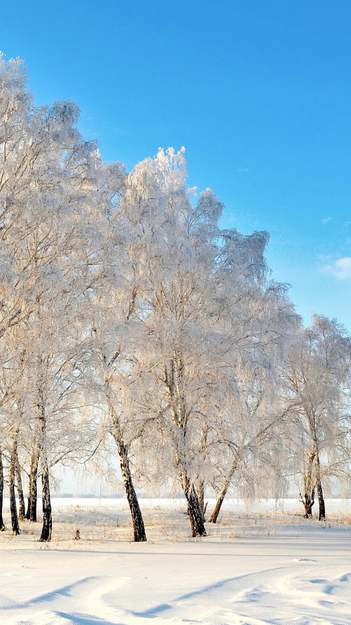 Brown Trees on Snow Covered Ground Under Blue Sky During Daytime. Wallpaper in 720x1280 Resolution