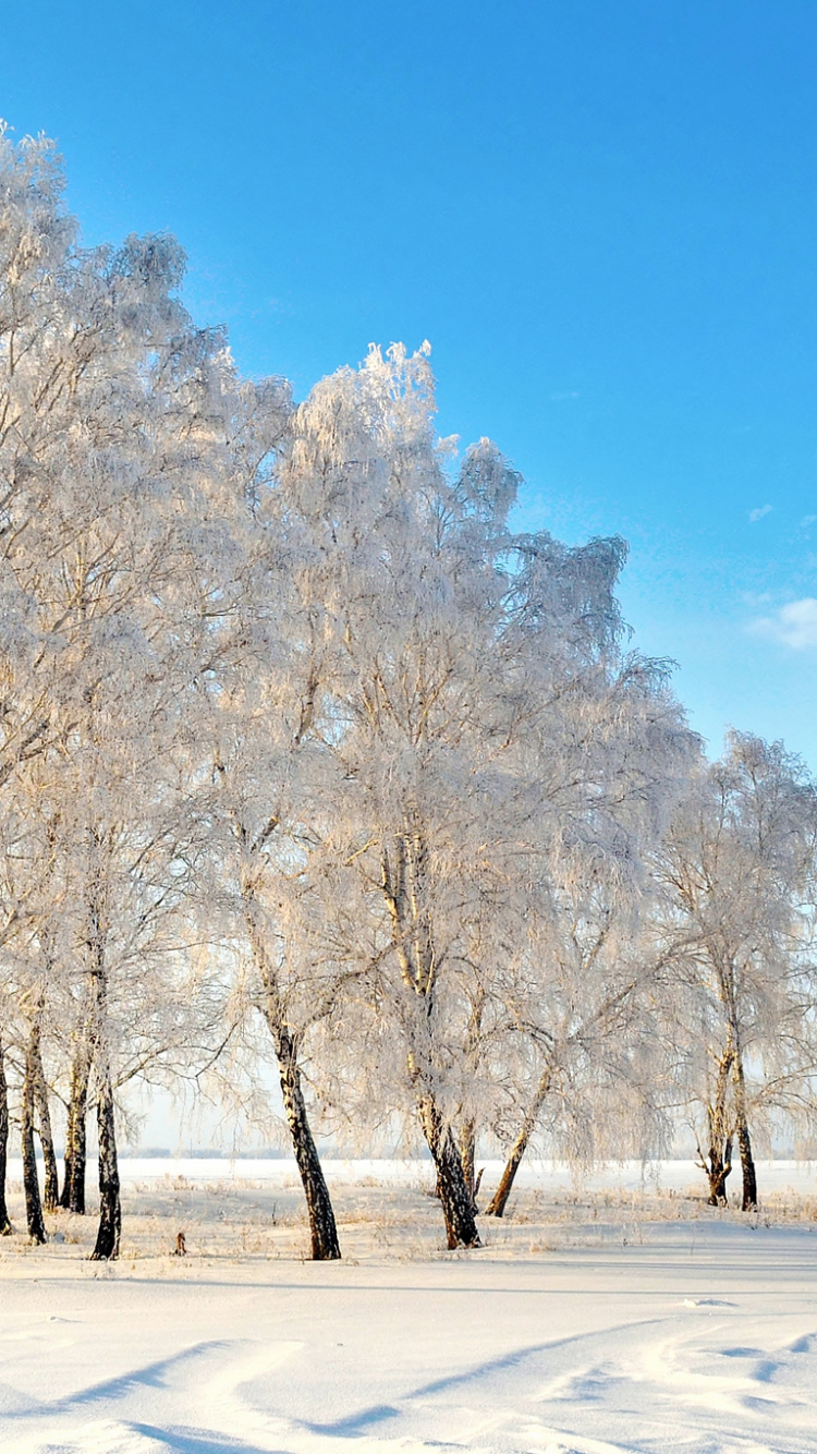 Brown Trees on Snow Covered Ground Under Blue Sky During Daytime. Wallpaper in 750x1334 Resolution