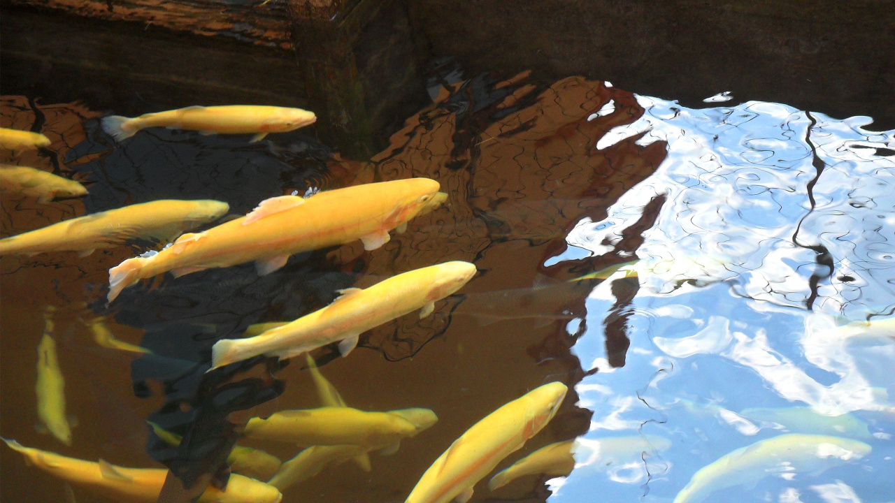 Yellow Fish in Body of Water. Wallpaper in 1280x720 Resolution