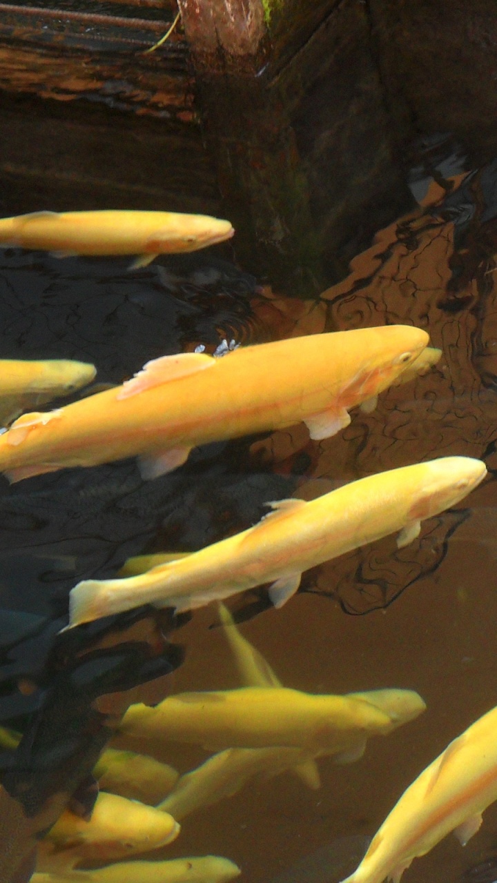 Yellow Fish in Body of Water. Wallpaper in 720x1280 Resolution
