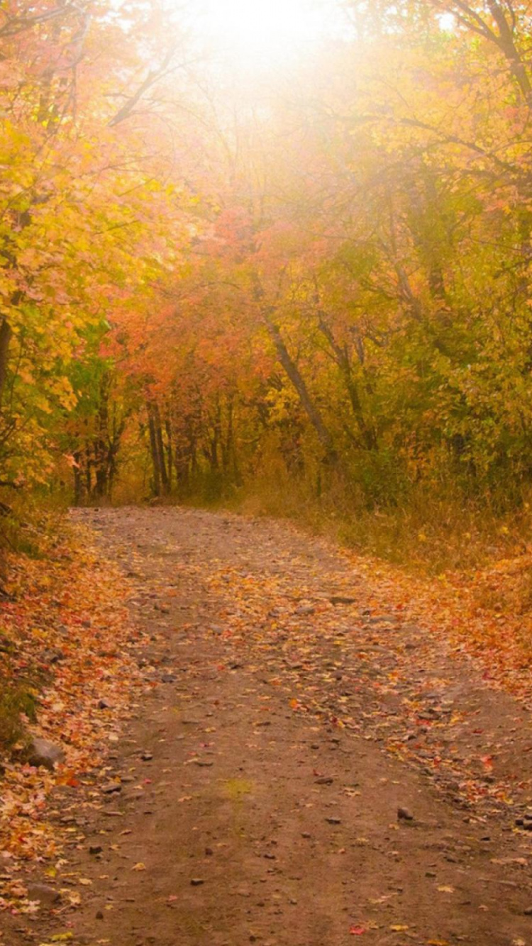 Chemin de Terre Brun Entre Les Arbres Verts Pendant la Journée. Wallpaper in 750x1334 Resolution