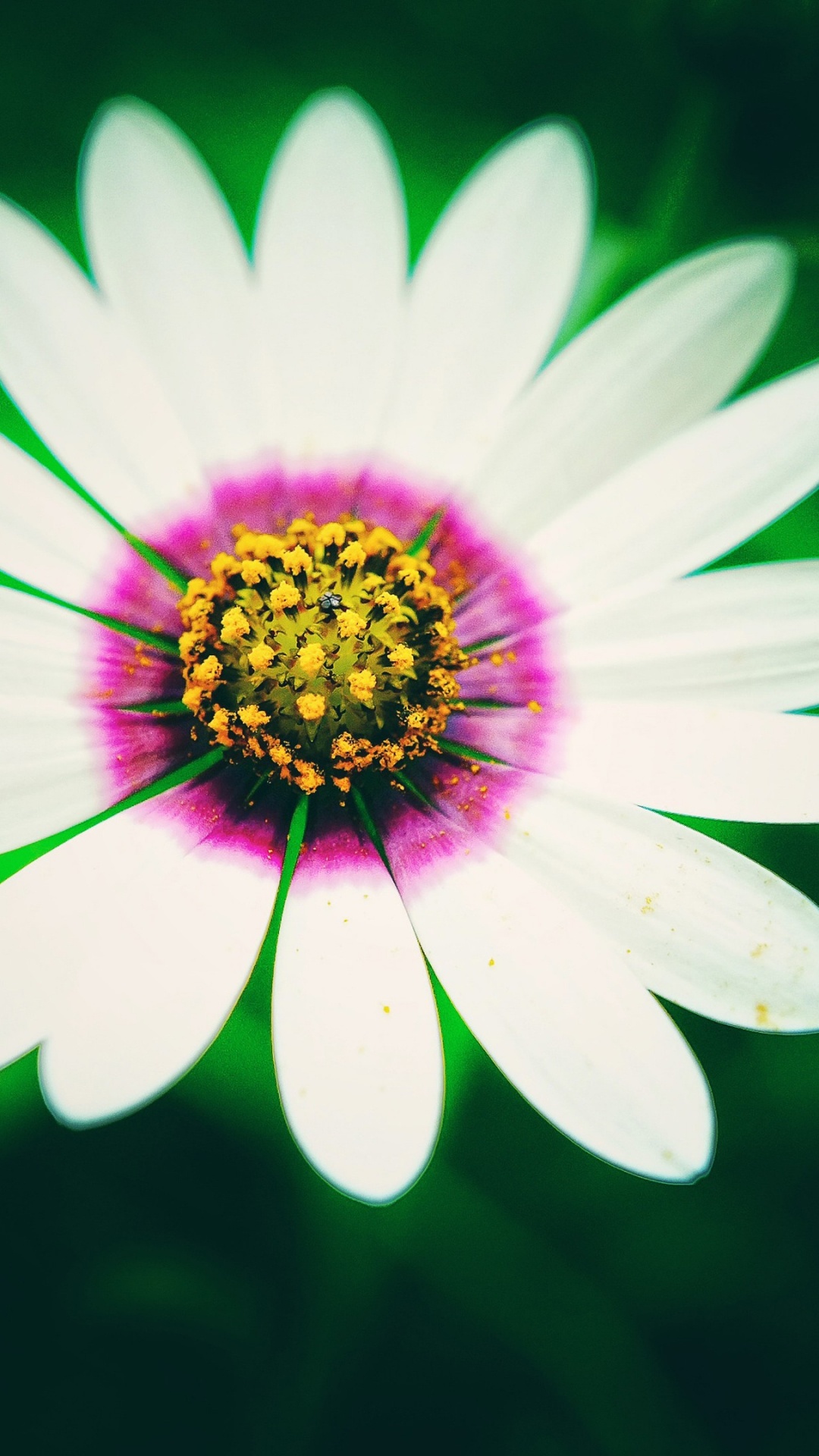 Gemeinsame Daisy, Blütenblatt, Blumenmuster, Vegetation, Terrestrische Pflanzen. Wallpaper in 1080x1920 Resolution